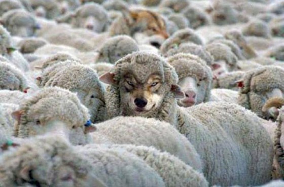 Recognize the wolf in sheep's coat!