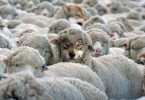 Recognize the wolf in sheep's coat!