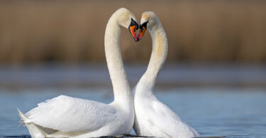 Love – the fundamental work of the universe