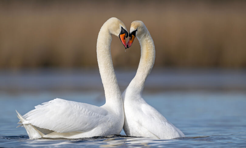 Love – the fundamental work of the universe
