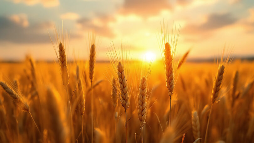 Golden Fields